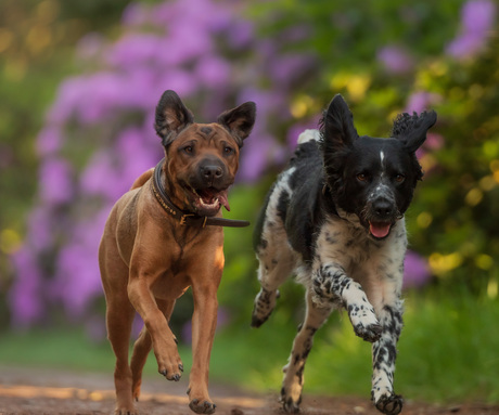 samen rennen