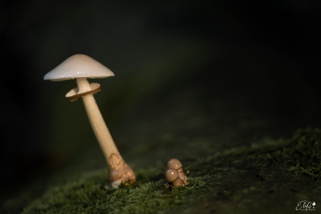 Time for the first mushroom this year