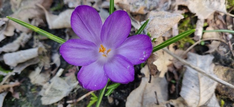 krokus blauw