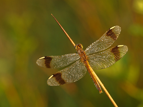Bandheidelibel. vrouwtje.