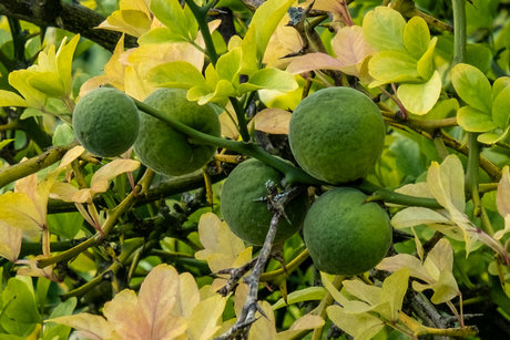 Citrus trifoliata - Wilde citrusvrucht