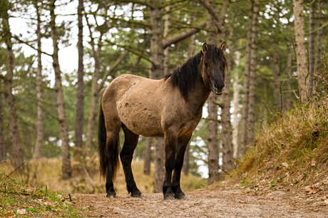 Lord of the horses