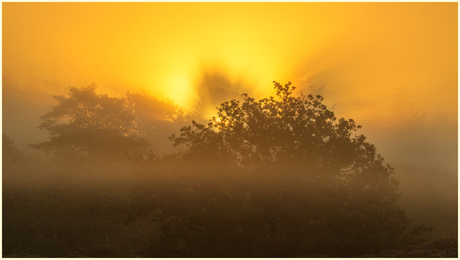 Zonsopkomst in het bos.