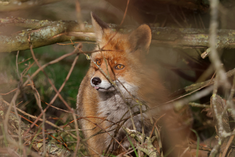 Vos