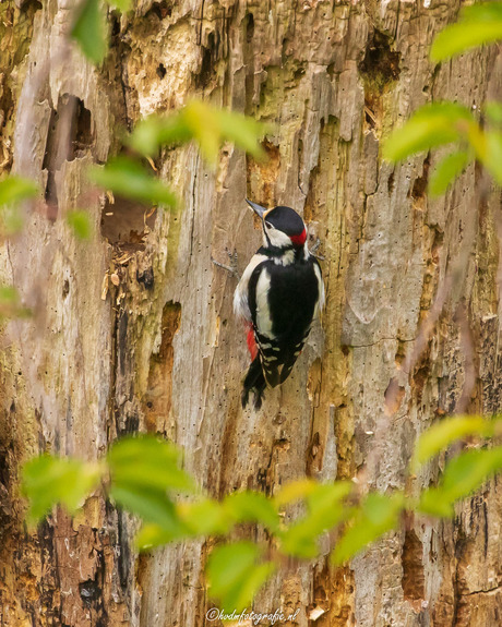 Grote bonte Specht 