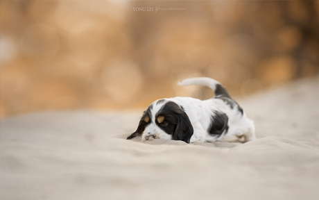 Puppy moves
