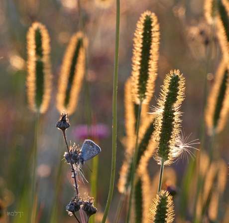 Blauwtje tussen de "lantarentjes".......