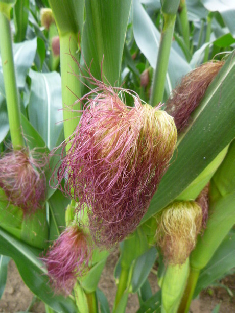 Mais Mais Baby by Elle Hart