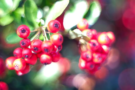 Berries