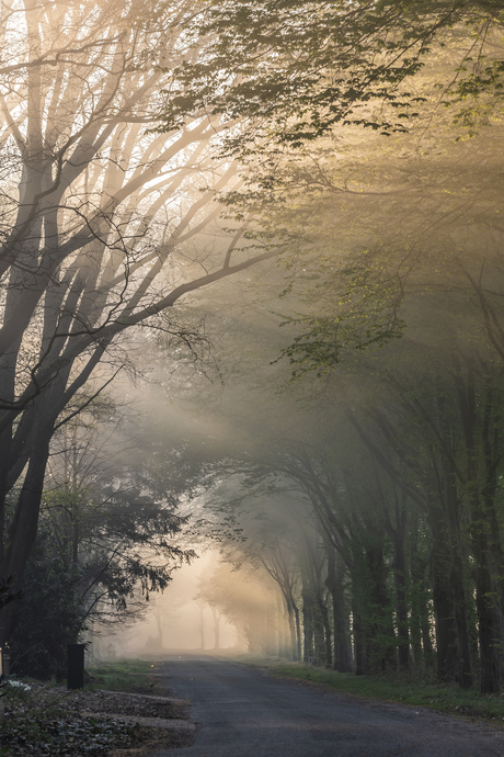 Zonnestralen op de vroege ochtend