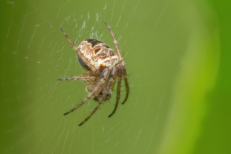 Maskerspinnetje