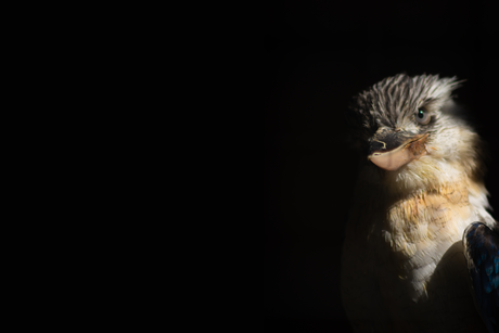 Kookaburra (lachvogel)