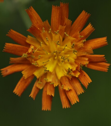 Oranje Havikskruid