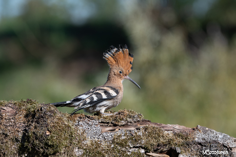 De Hop ( Upupa epops)