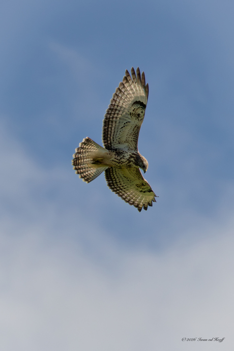Buizerd