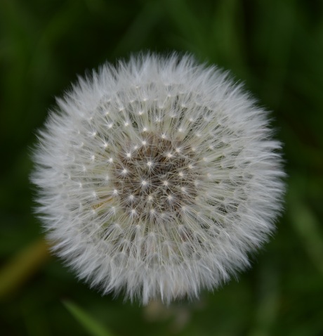 Paardenbloem