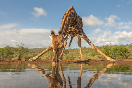 Zuidelijke giraffe