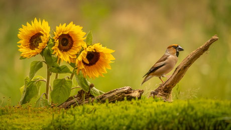Appelvink 