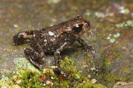 Baby kikkertje