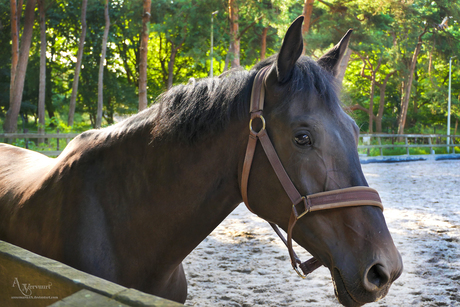 paard