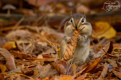 Siberische grondeekhoorn met blaadje