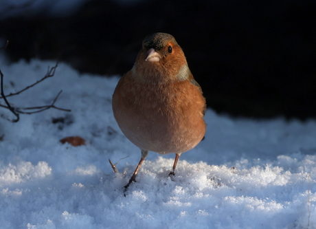 vink
