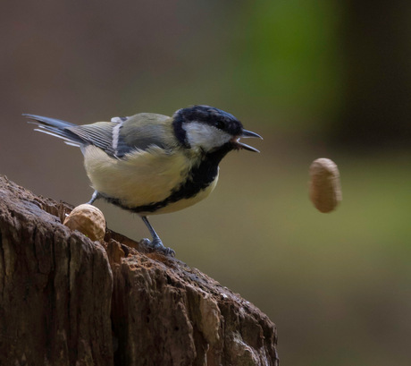 Daar gaat m’n nootje!