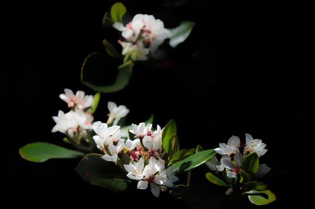 Bloemen  in soft focus