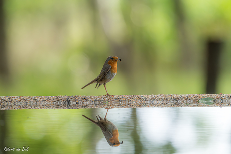 Spiegelbeeld