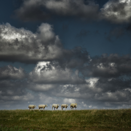 Schapen op Texel