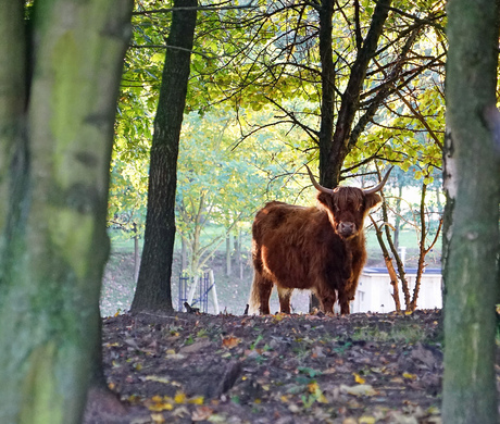 tussen de bomen