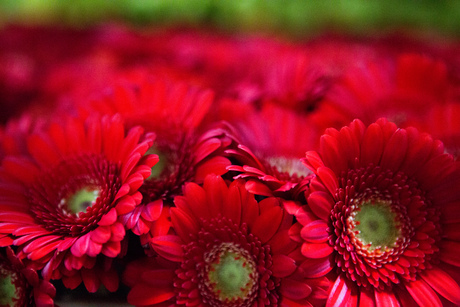 Gerbera