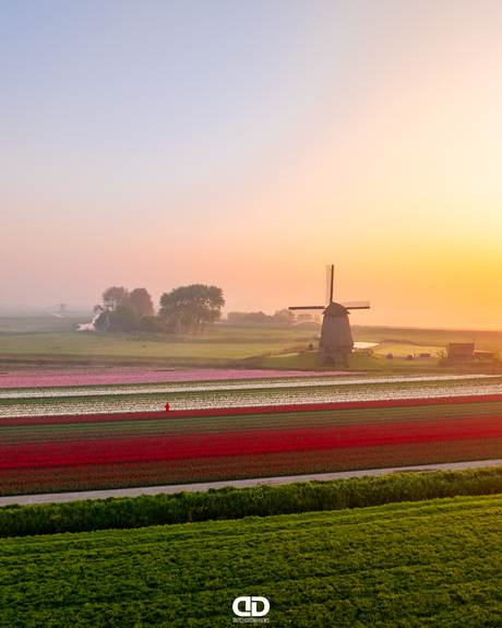 Today we celebrate Tulip Day