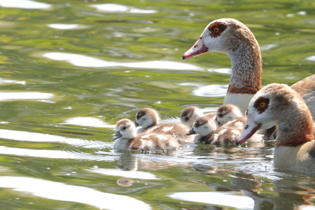 Familie Gans