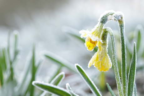 Winter narcis