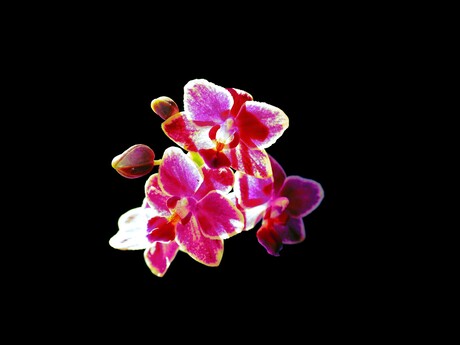macro Orchidee