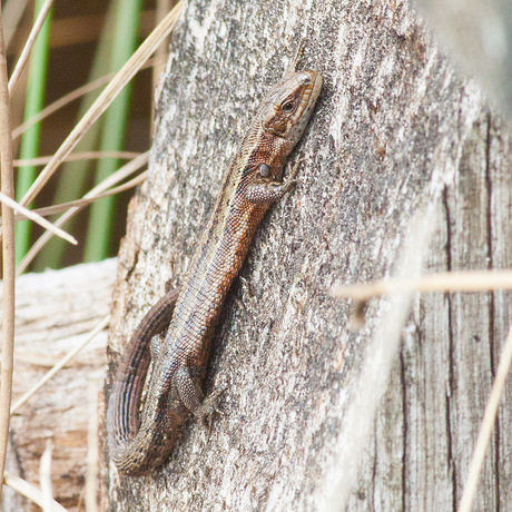 Levendbarende hagedis.