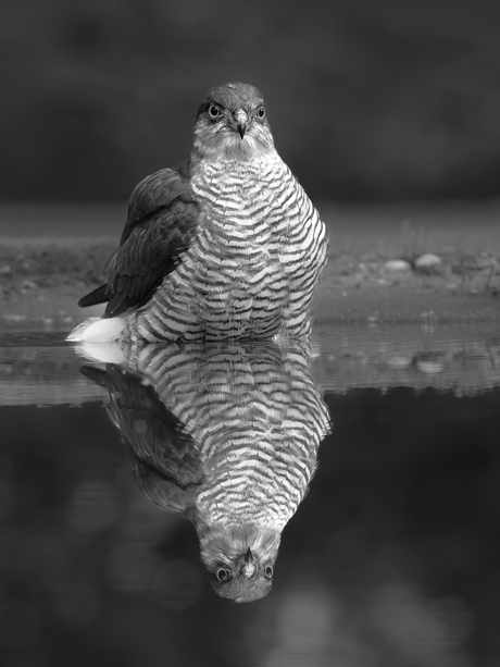 Spiegelbeeld vertel eens even