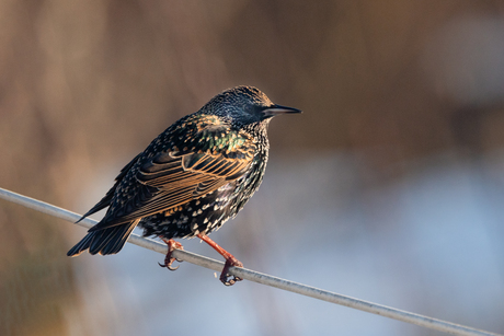 Spreeuw op ons balkon