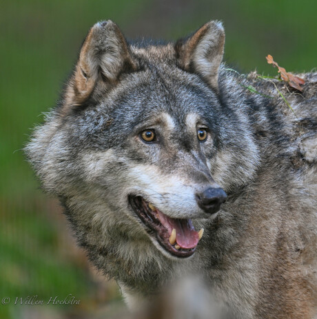 de wolf in Noord-Holland