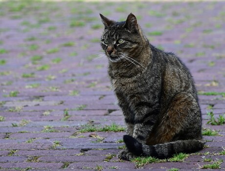 Kat op straat