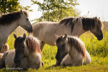 Konikpaarden