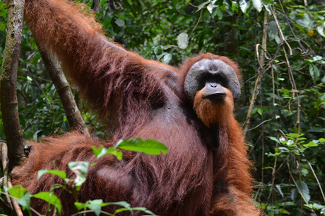 Orang-oetan