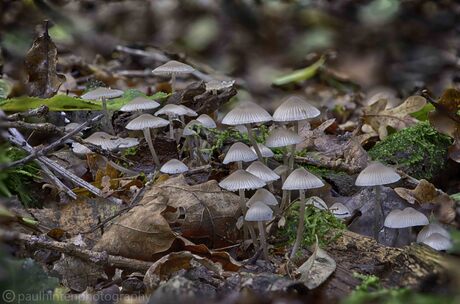 Mycena