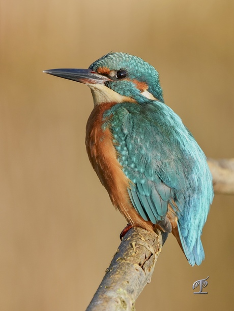 Relaxende ijsvogel