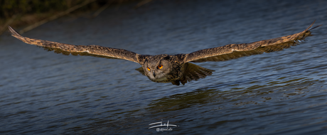 Oehoe over het water