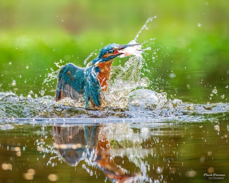 IJsvogel neemt een duik en scoort een visje.