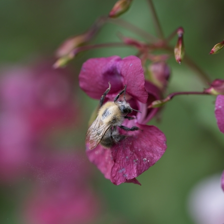 Macro - insecten