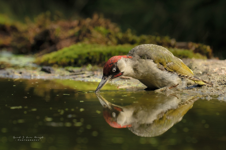 Groene reflectie