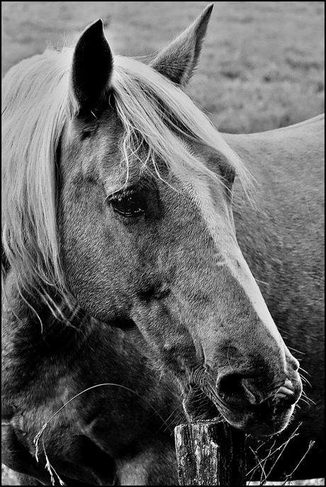 Vriendelijk Paard